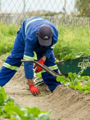 man grabbing a green grass wearing pair of red garden gloves